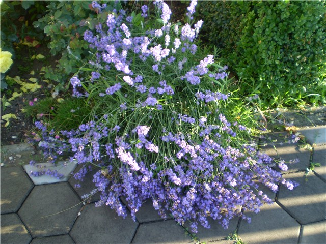 lavanda